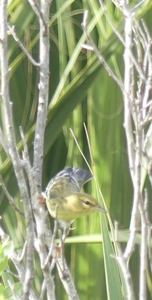 Blackpoll Warbler - ML610292902