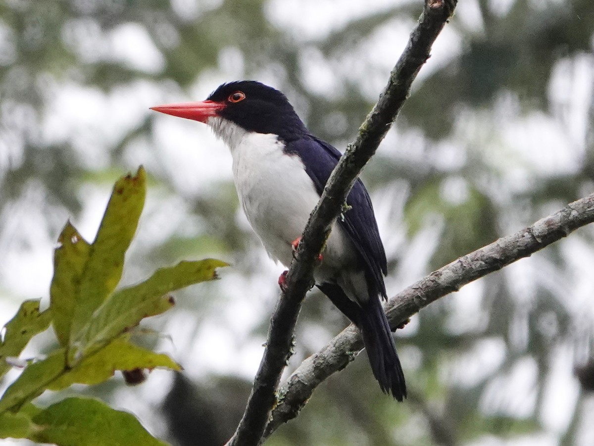 White-rumped Kingfisher - ML610292920