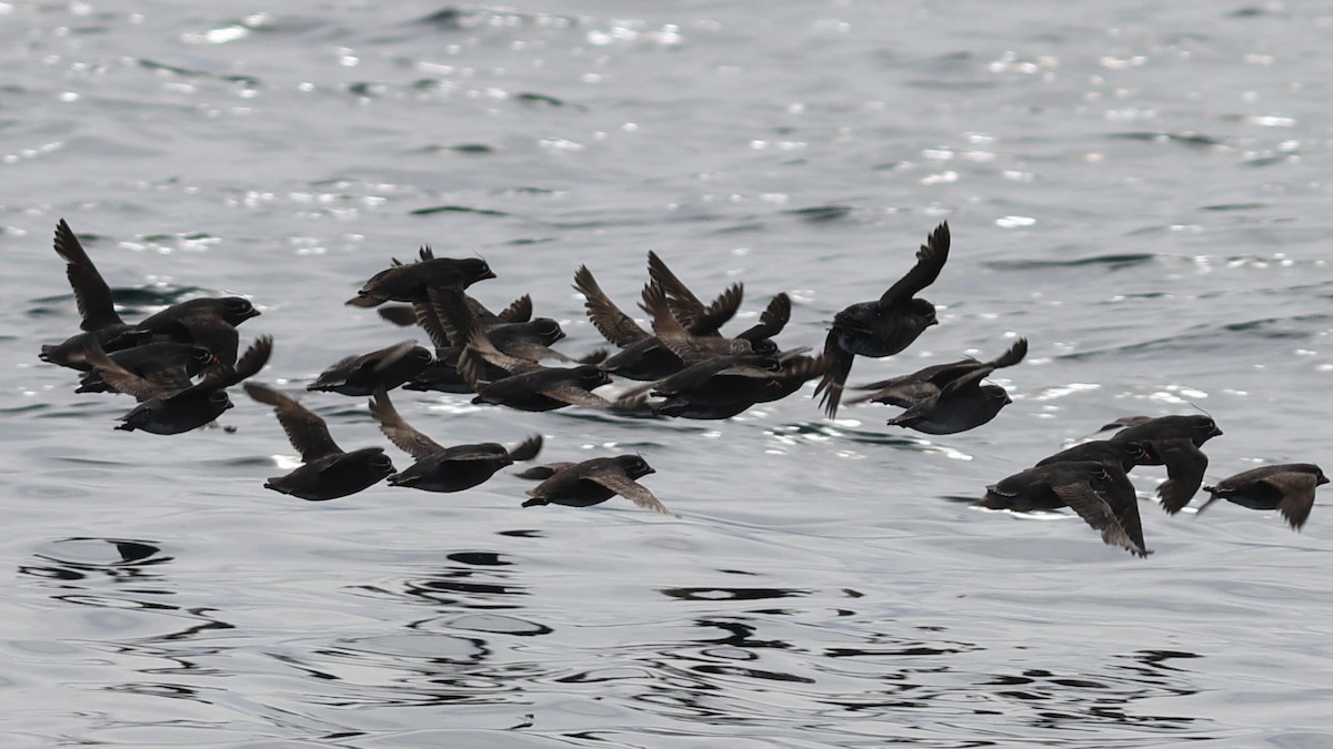 Whiskered Auklet - Ferenc Domoki