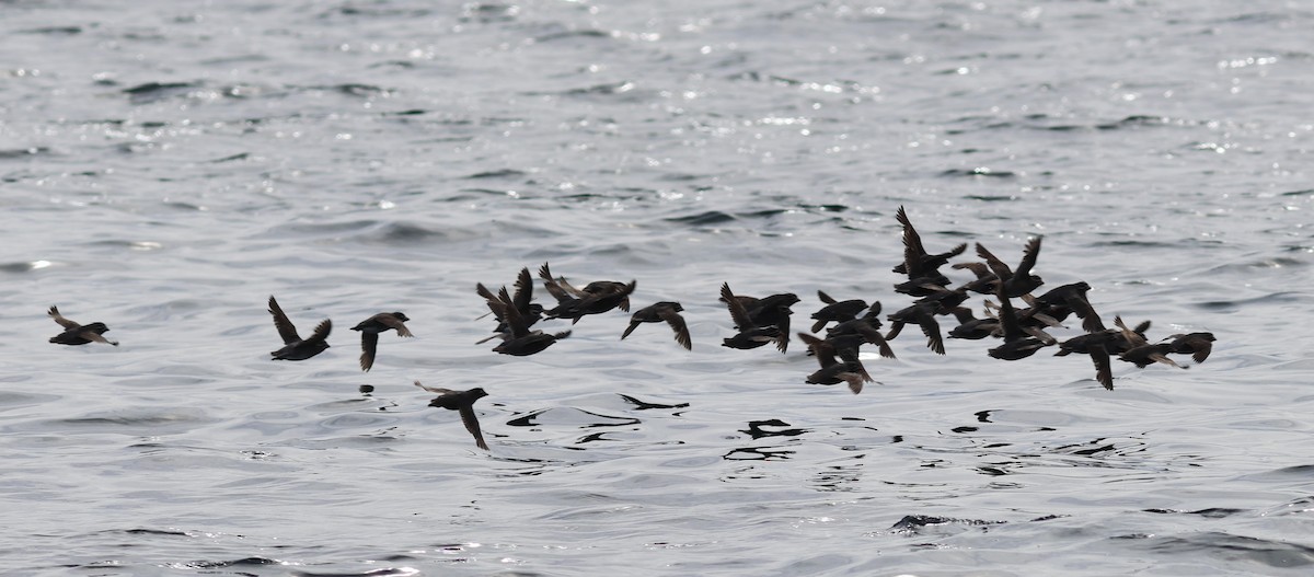 Whiskered Auklet - ML610292966
