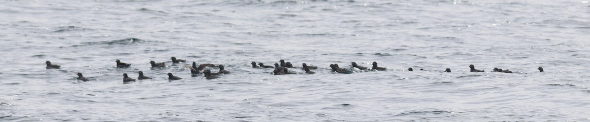 Whiskered Auklet - ML610292967
