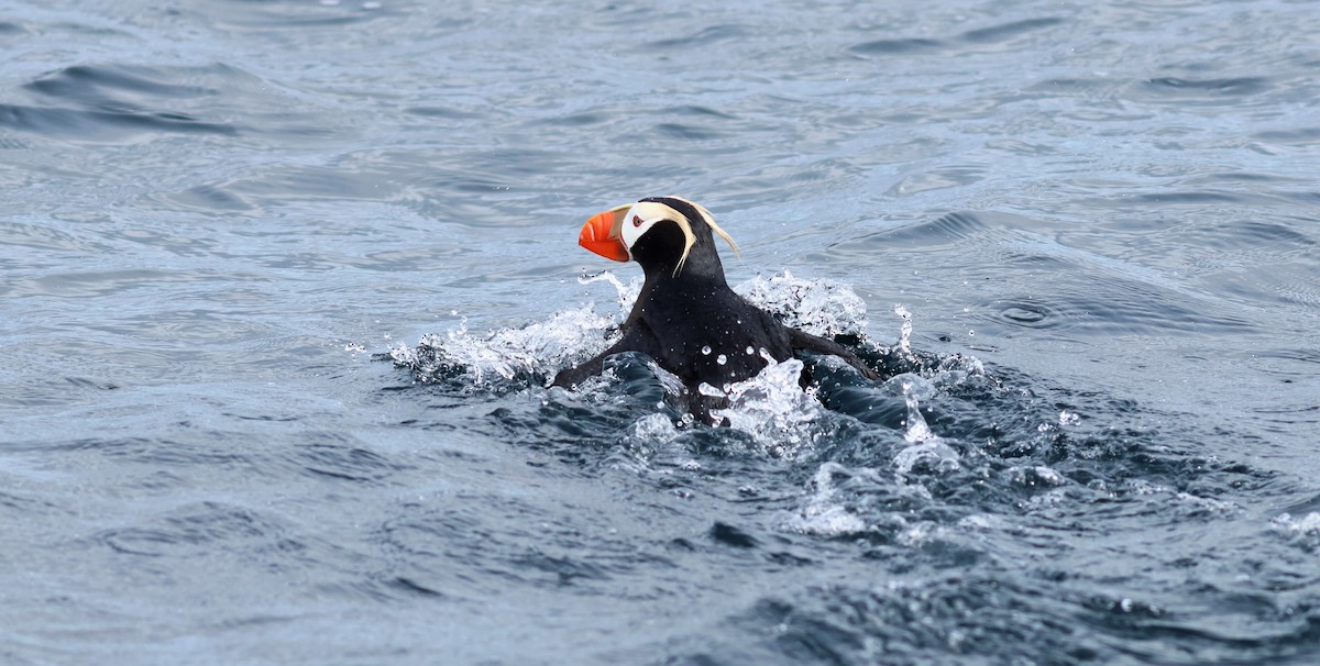 Tufted Puffin - ML610292977