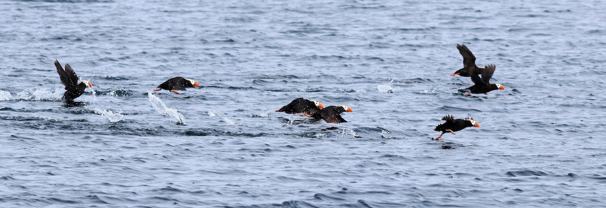 Tufted Puffin - ML610292978