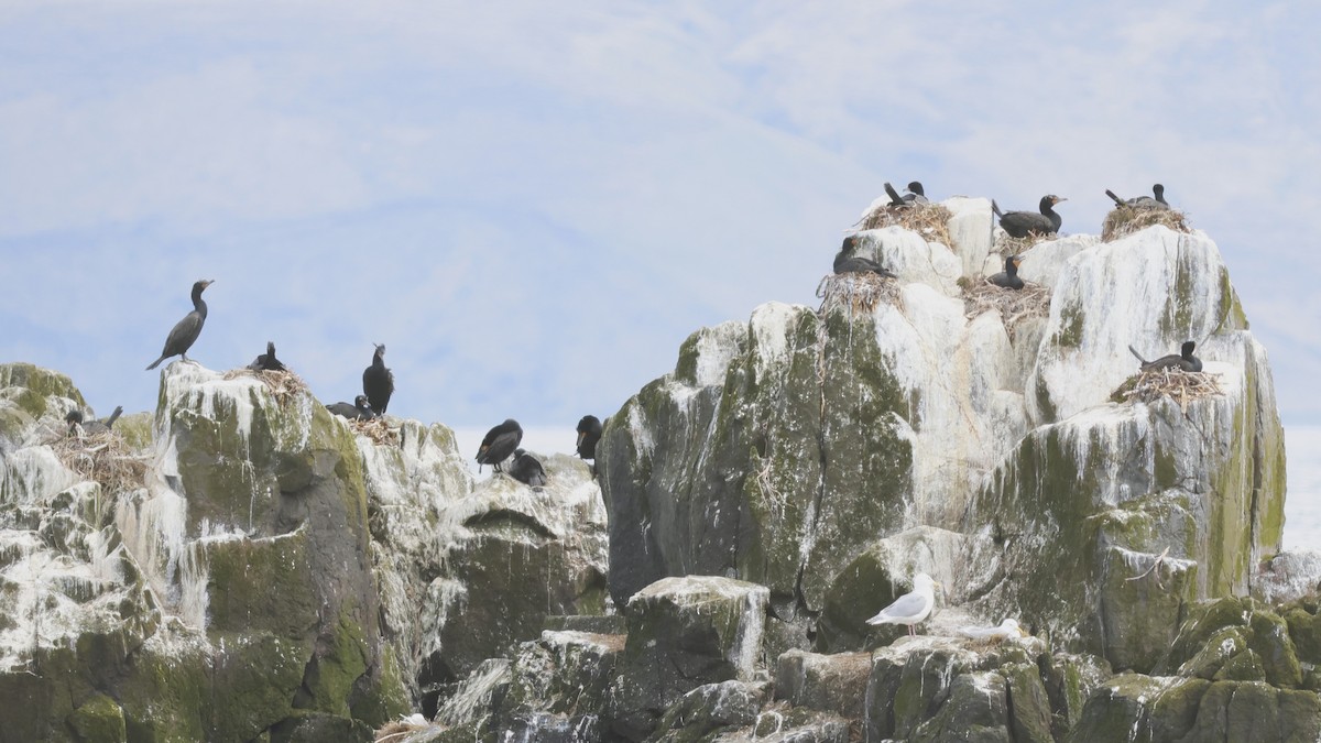 Double-crested Cormorant - ML610292984