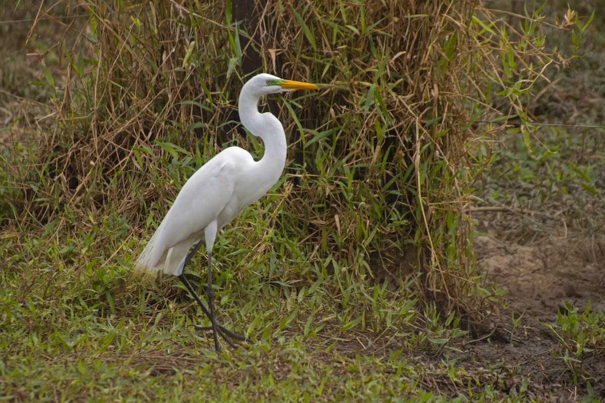 Great Egret - Antonio Rodriguez-Sinovas