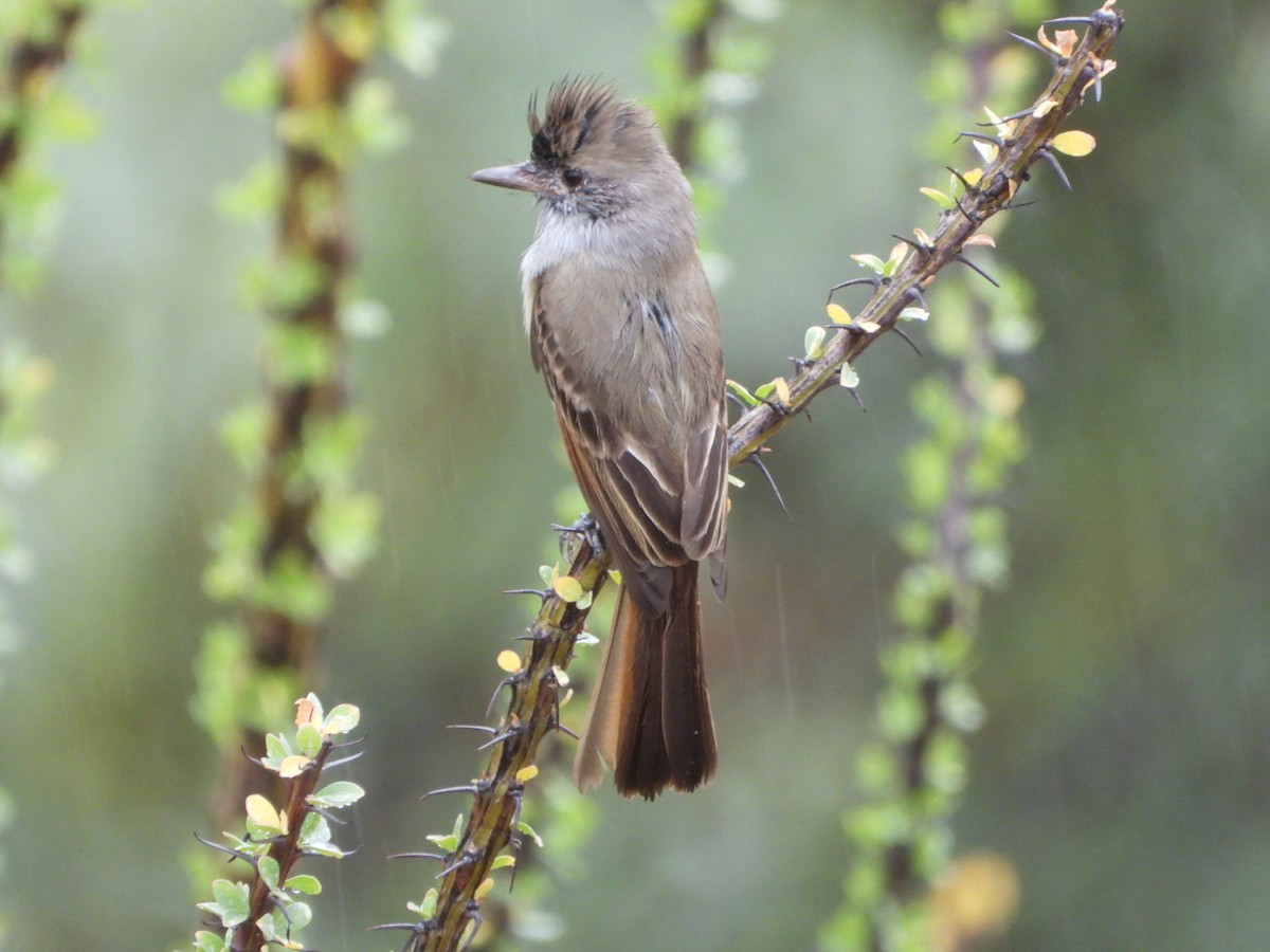 Nutting's Flycatcher - ML610292998