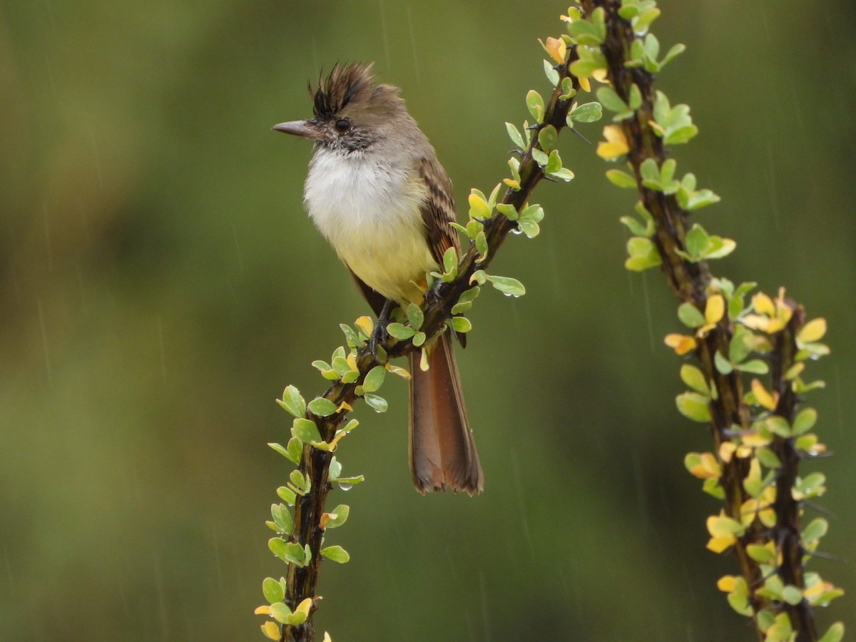 Nutting's Flycatcher - ML610293000