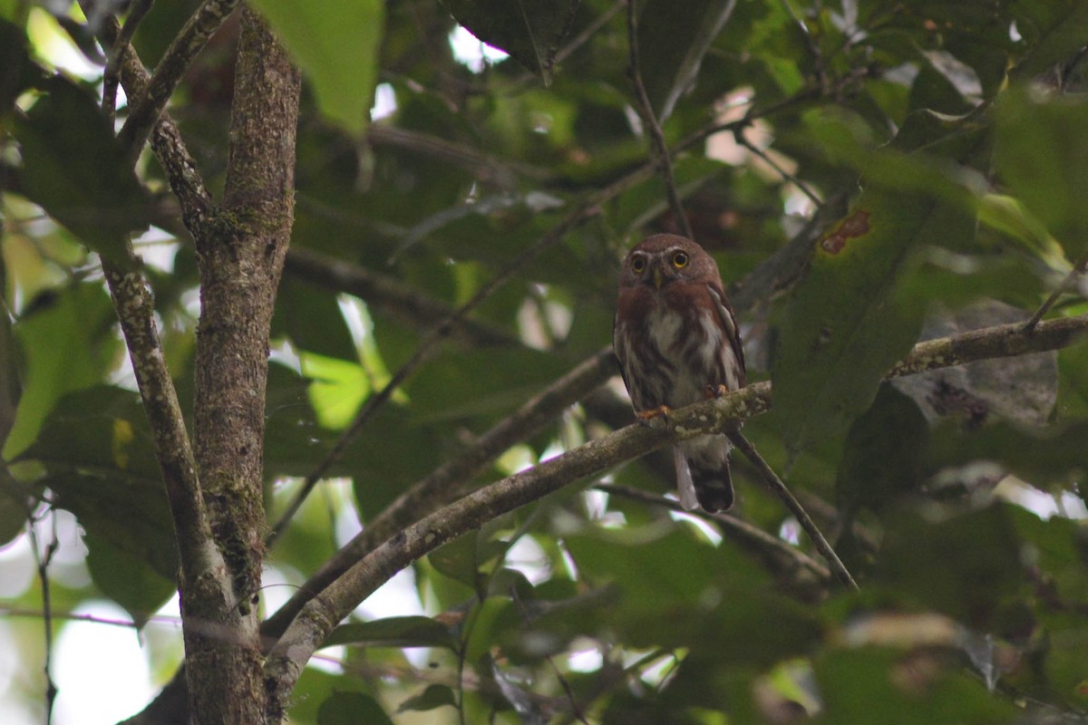 Least Pygmy-Owl - ML610293007