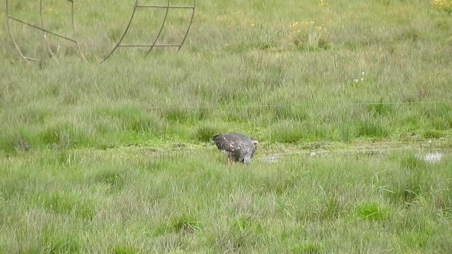 Southern Screamer - ML610293010