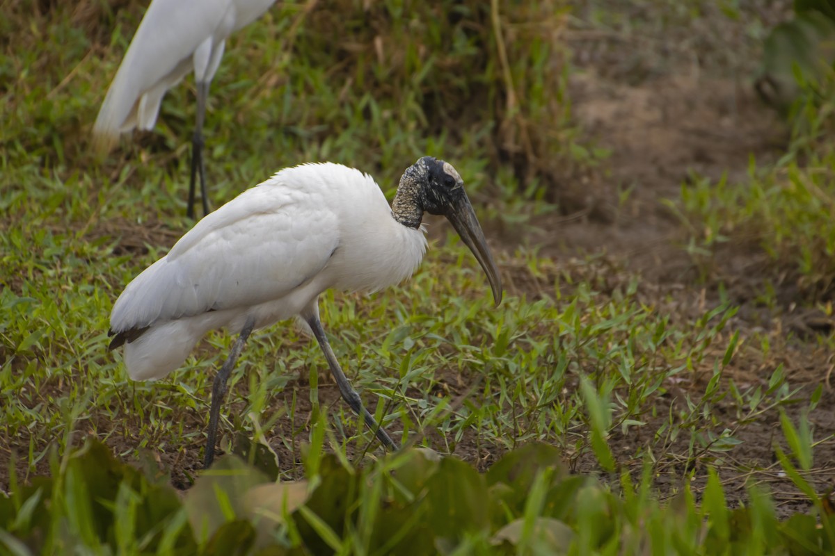 Wood Stork - Antonio Rodriguez-Sinovas