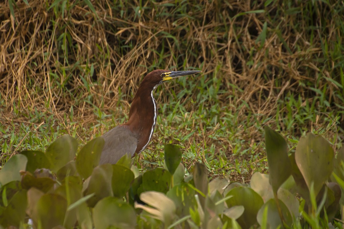 Rufescent Tiger-Heron - Antonio Rodriguez-Sinovas