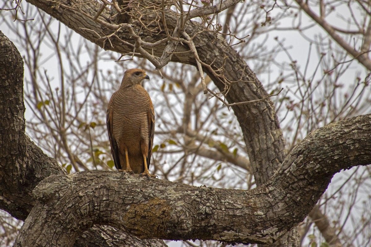 Savanna Hawk - Antonio Rodriguez-Sinovas