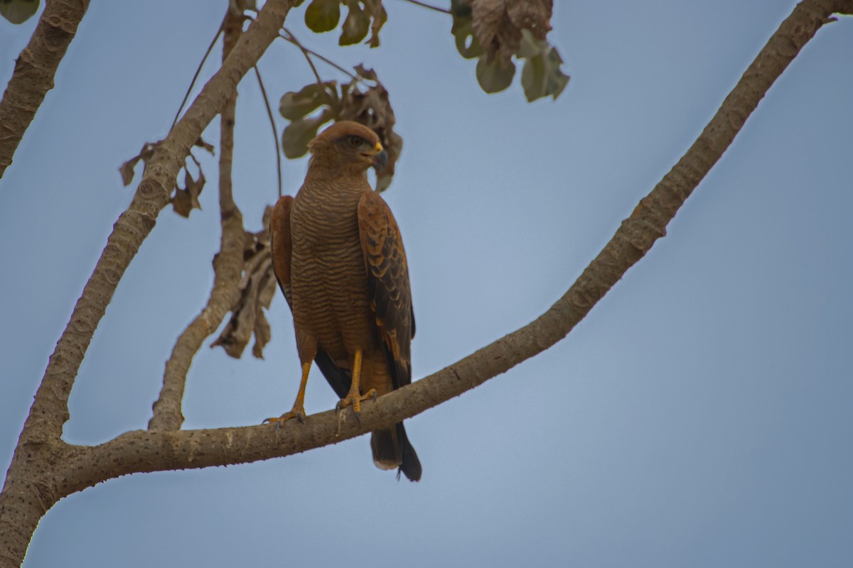 Savanna Hawk - Antonio Rodriguez-Sinovas