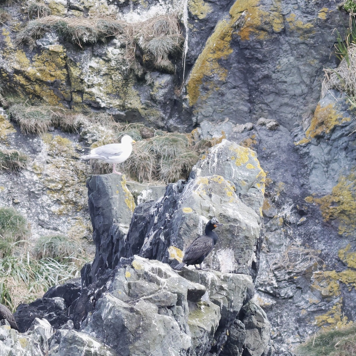 Double-crested Cormorant - ML610293074