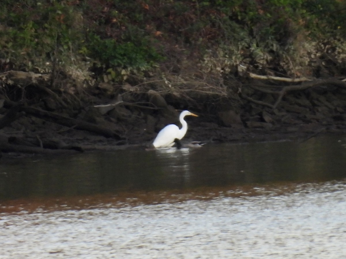 Great Egret - ML610293113