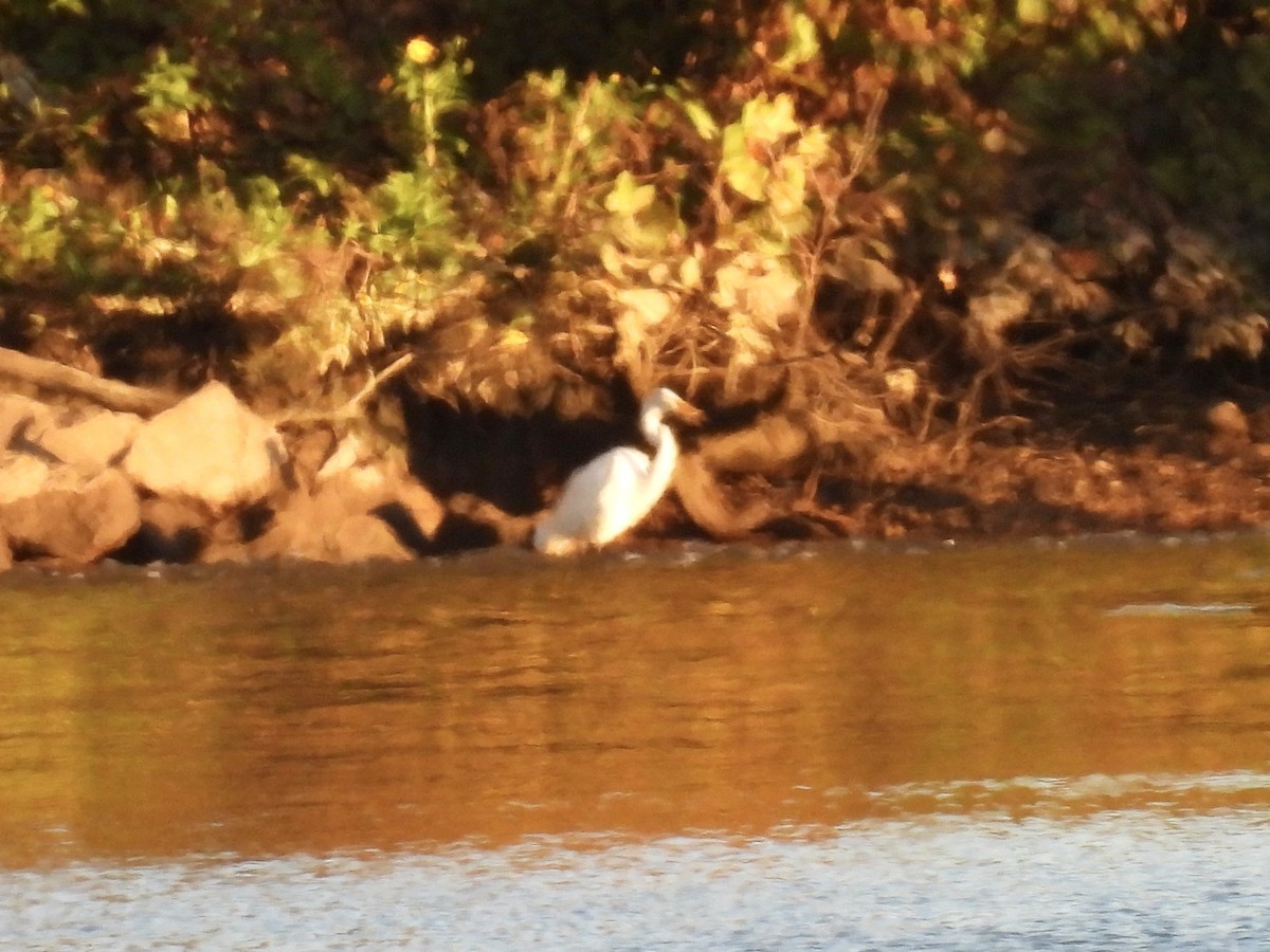 Great Egret - ML610293154