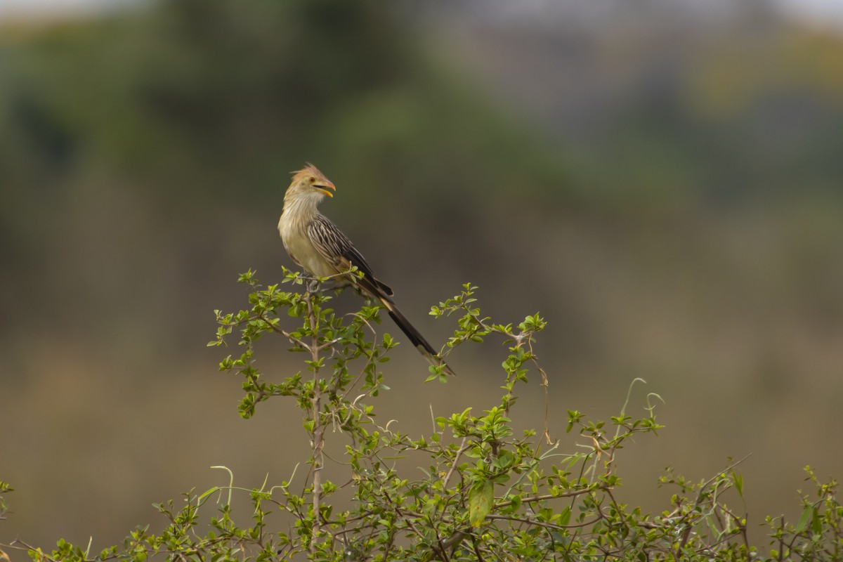 Guira Cuckoo - Antonio Rodriguez-Sinovas