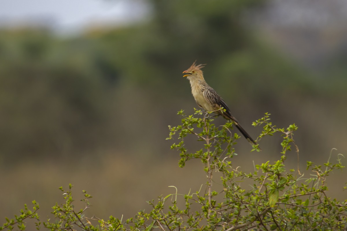 Guira Cuckoo - Antonio Rodriguez-Sinovas