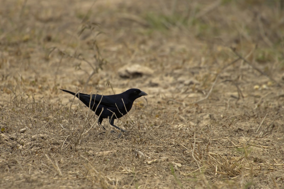 Shiny Cowbird - Antonio Rodriguez-Sinovas