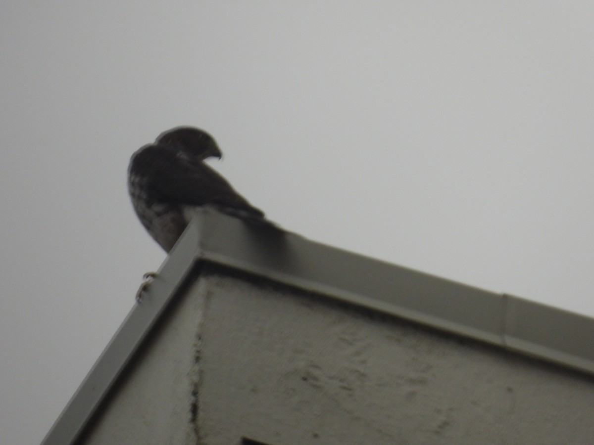 Peregrine Falcon - Larry Gaugler