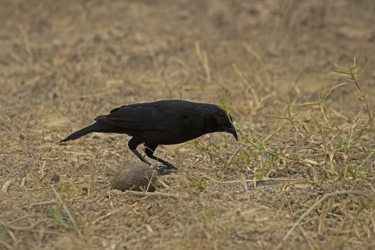 Chopi Blackbird - Antonio Rodriguez-Sinovas