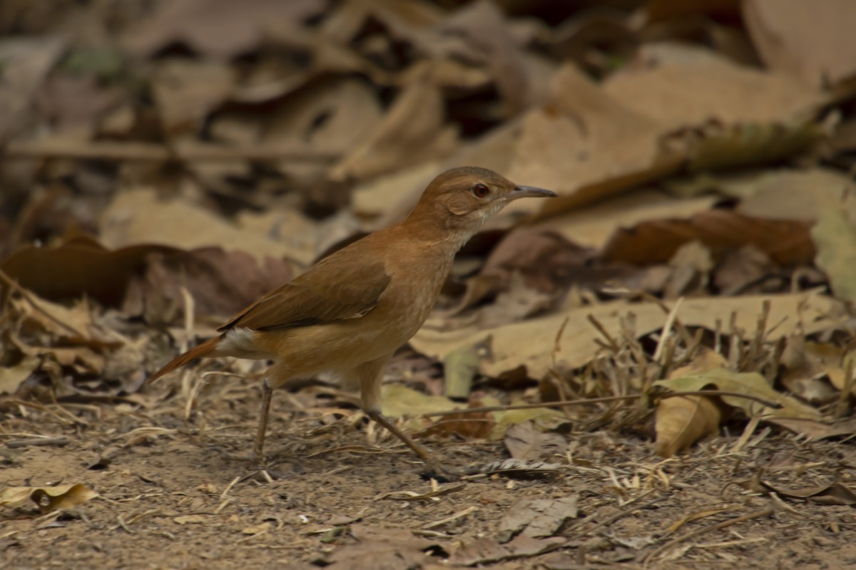 Rufous Hornero - Antonio Rodriguez-Sinovas