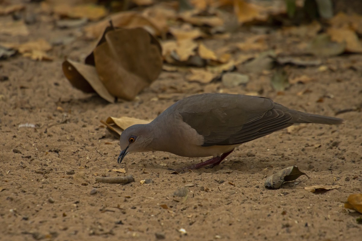 White-tipped Dove - Antonio Rodriguez-Sinovas