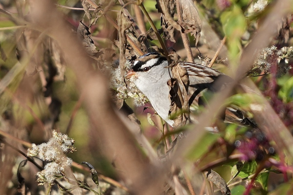 Bruant à couronne blanche - ML610293286