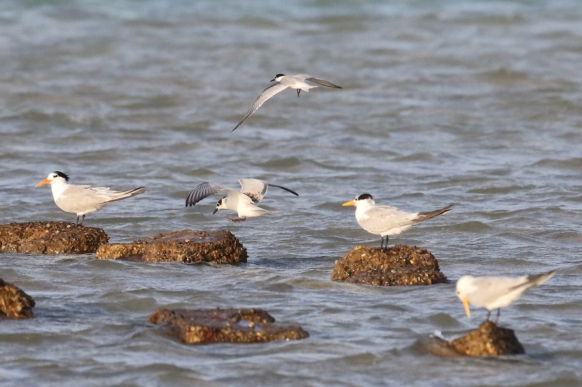 Little Tern - ML610293298