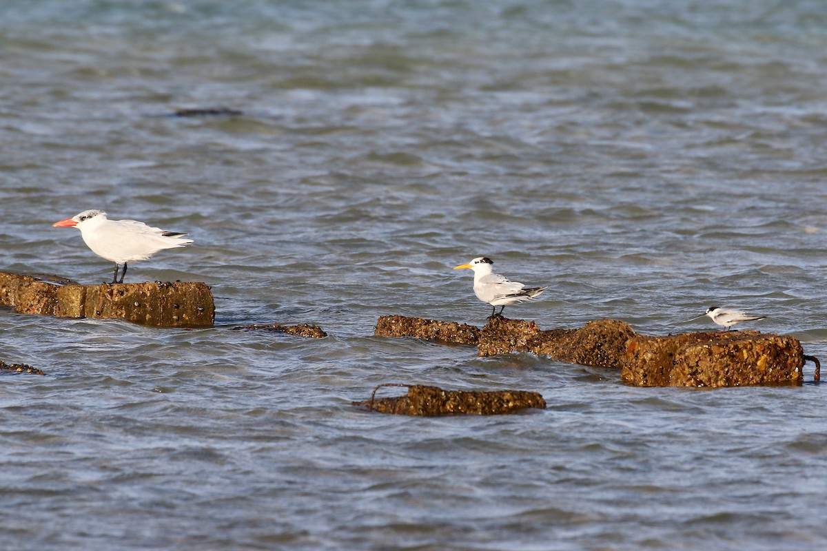 Little Tern - ML610293300