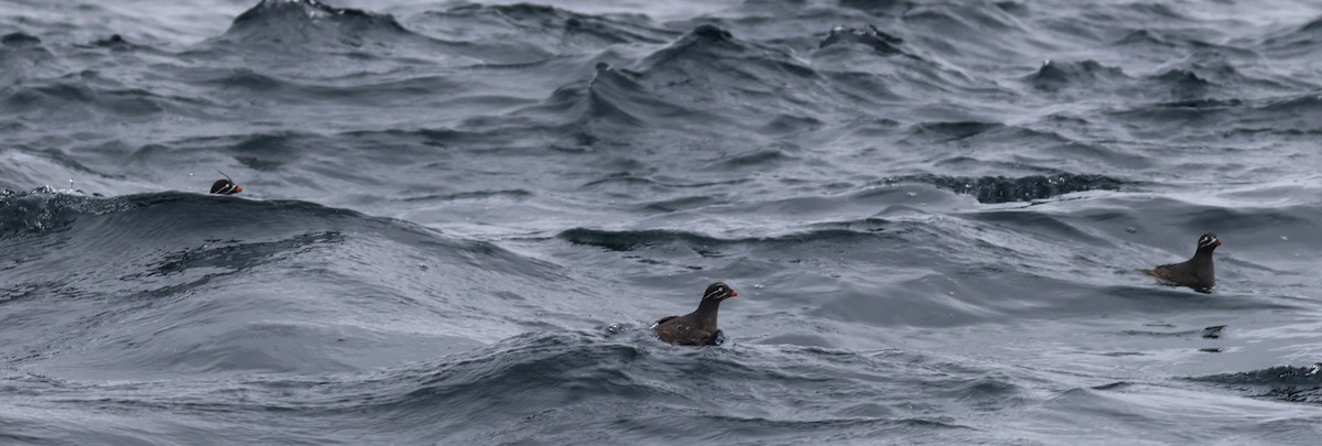 Whiskered Auklet - Ferenc Domoki