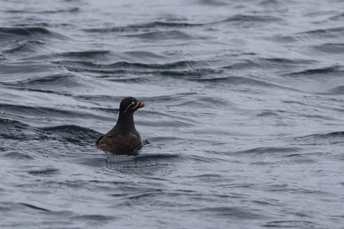 Whiskered Auklet - ML610293366