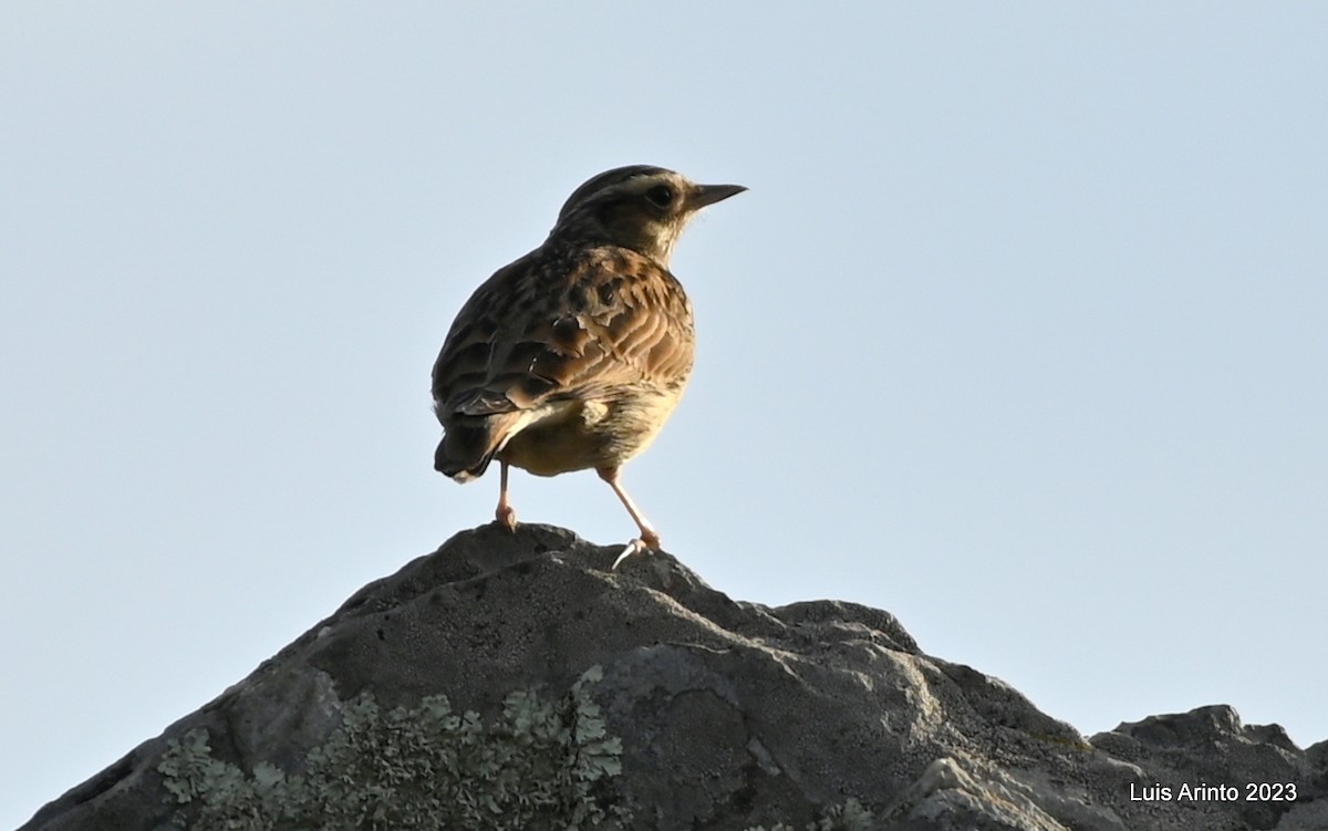 Wood Lark - Luis Arinto