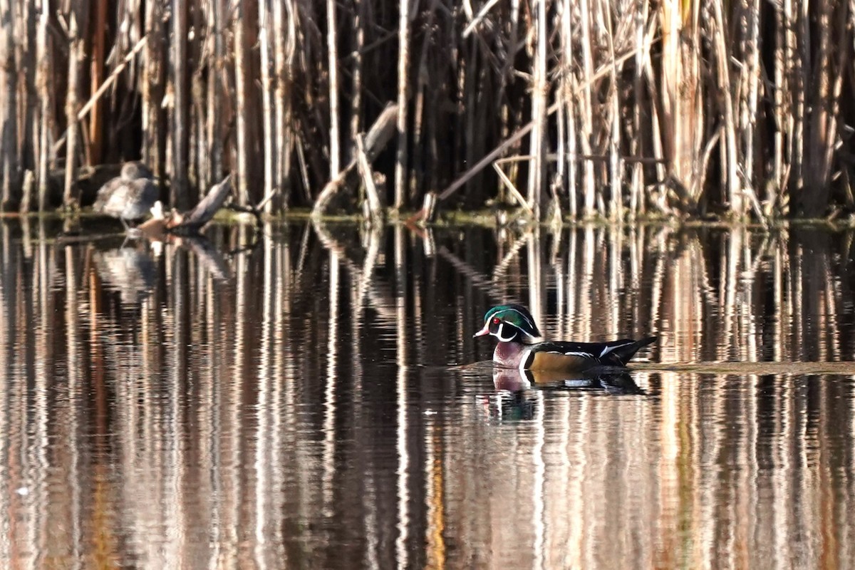 Wood Duck - ML610293382