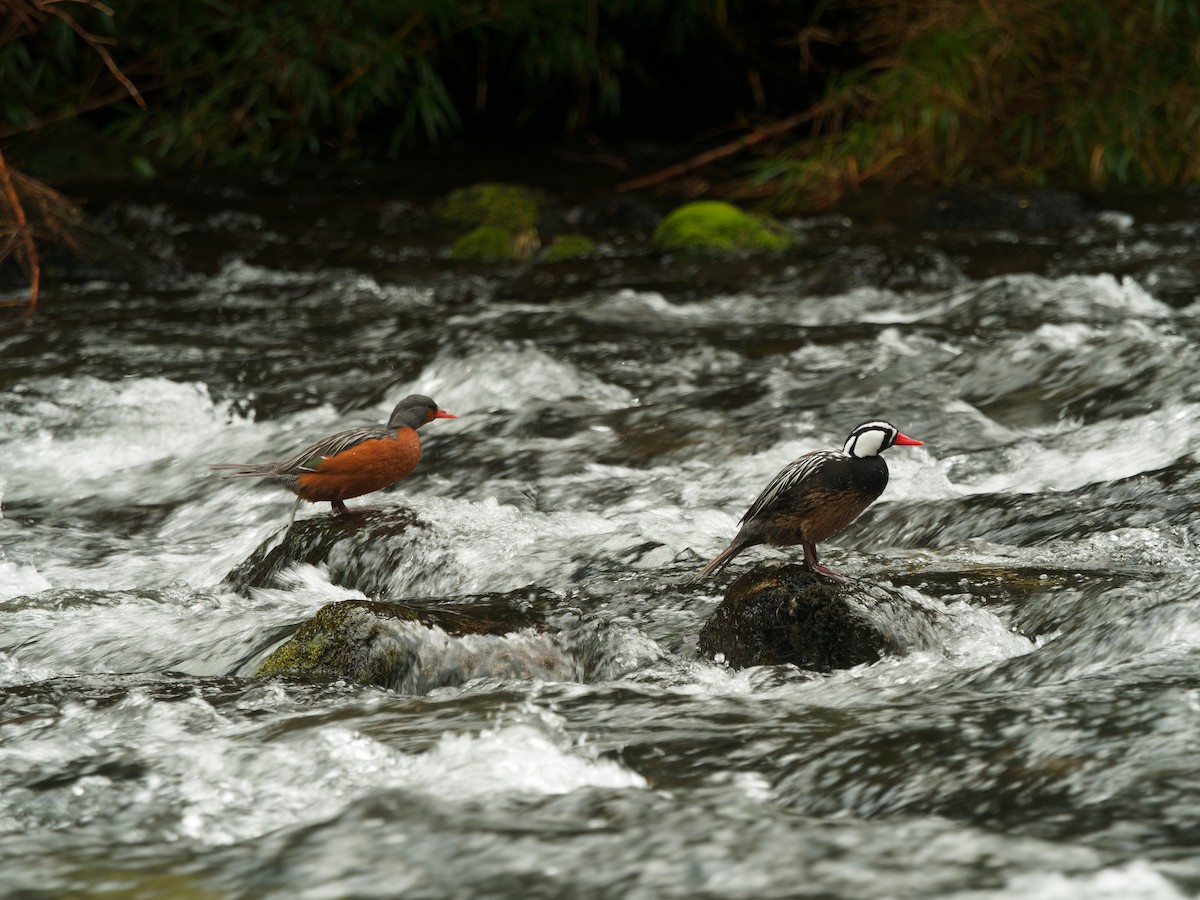 Torrent Duck - ML610293408