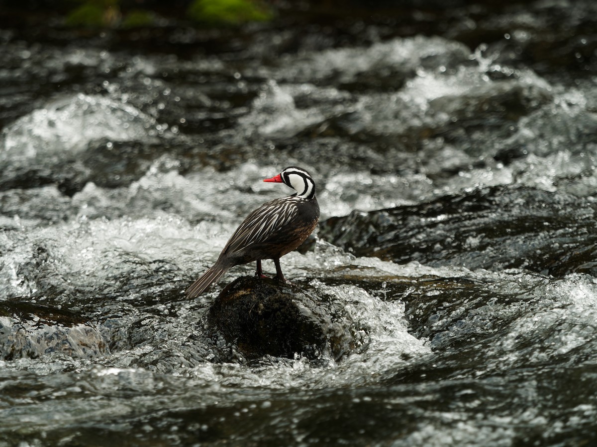 Torrent Duck - ML610293411