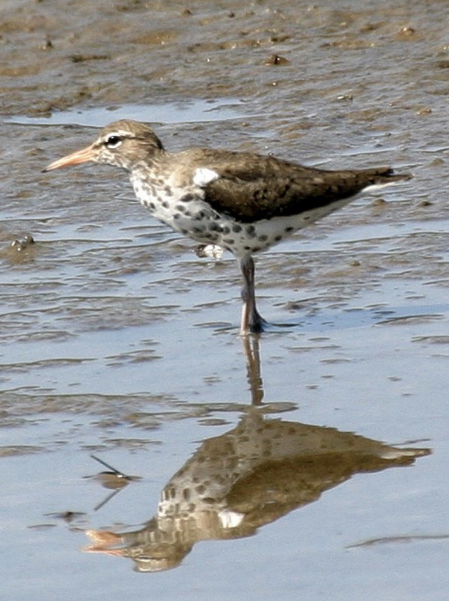 Spotted Sandpiper - Pierre Howard
