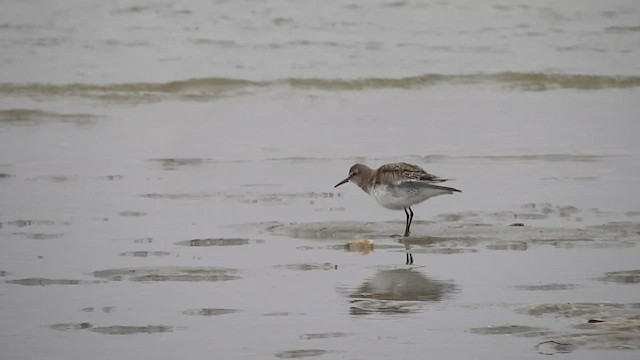 Weißbürzel-Strandläufer - ML610293515