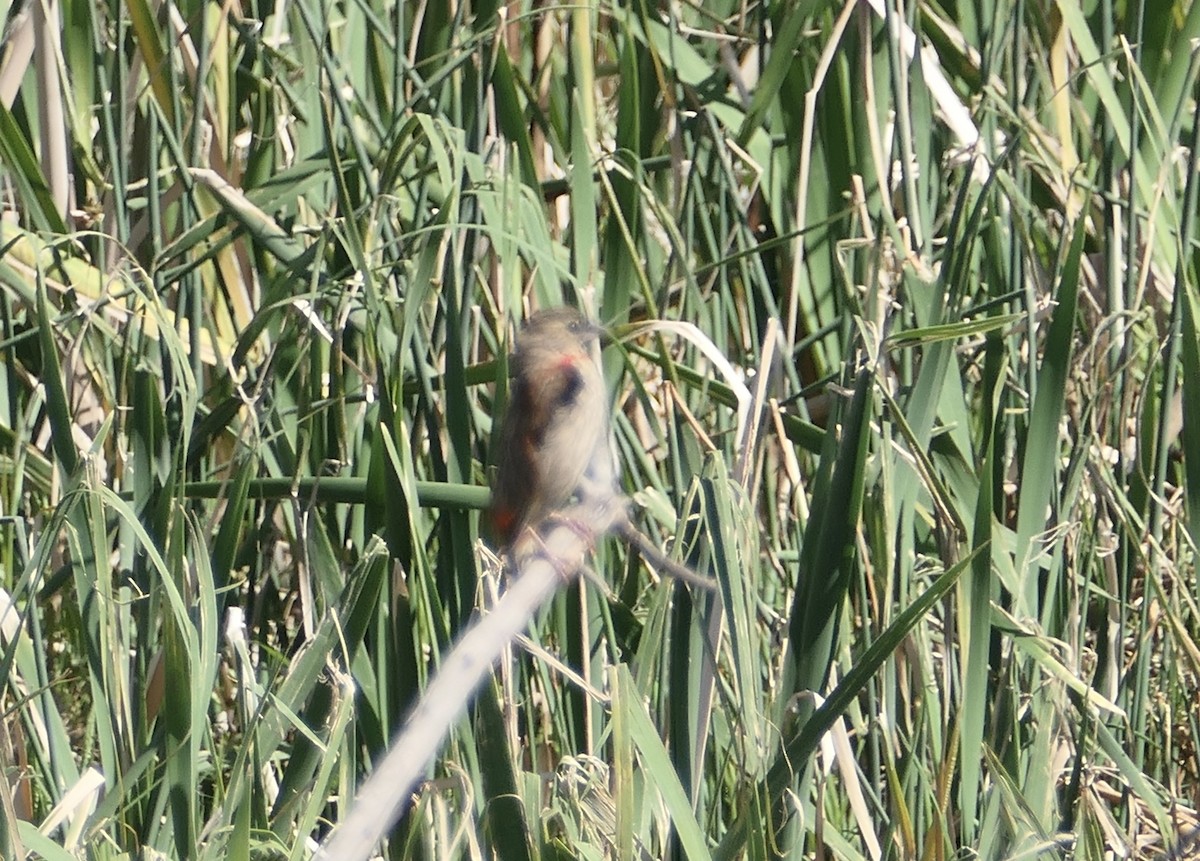 Southern Red Bishop - Nancy Houlihan