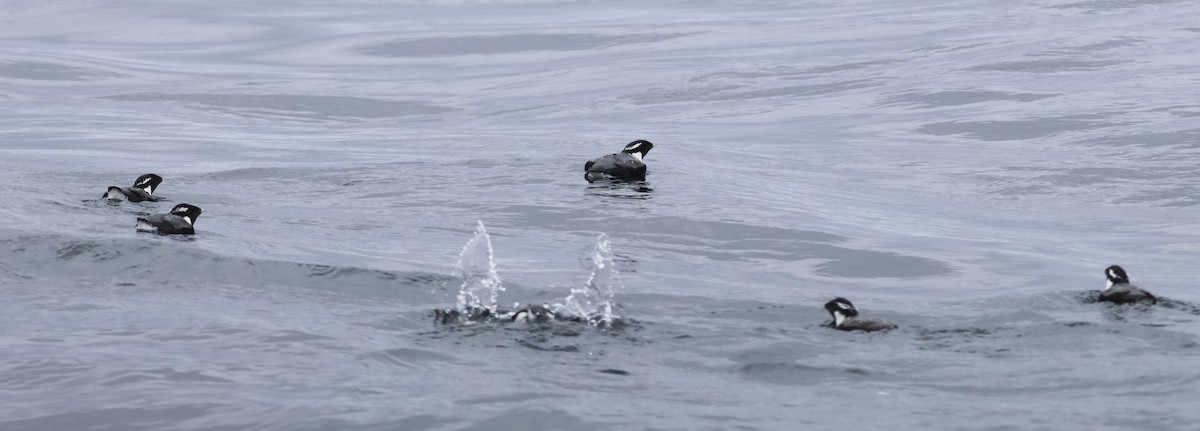 Ancient Murrelet - ML610293604