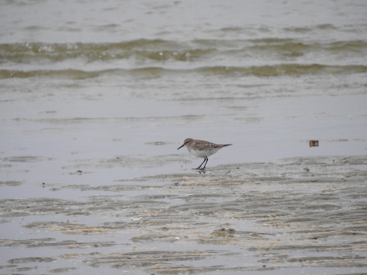 Weißbürzel-Strandläufer - ML610293614