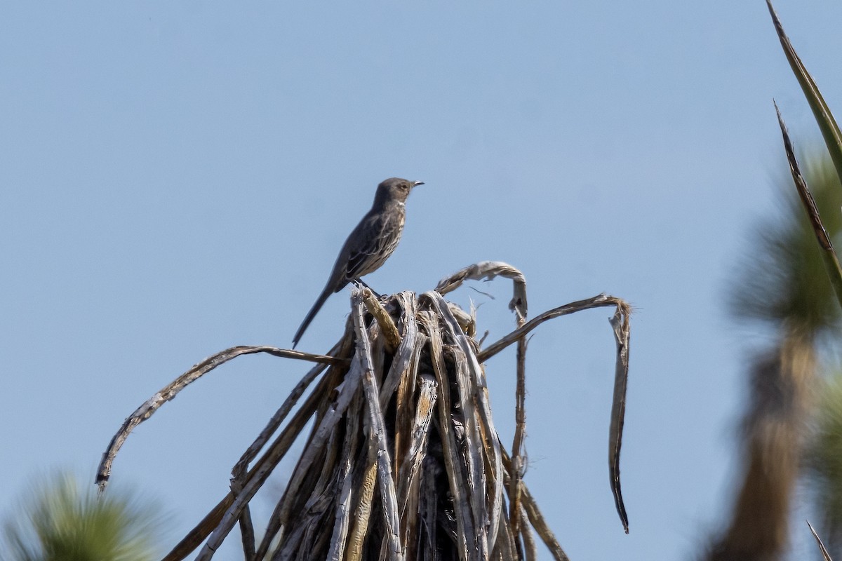 Sage Thrasher - ML610293751