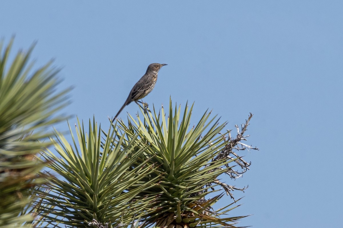 Sage Thrasher - ML610293754