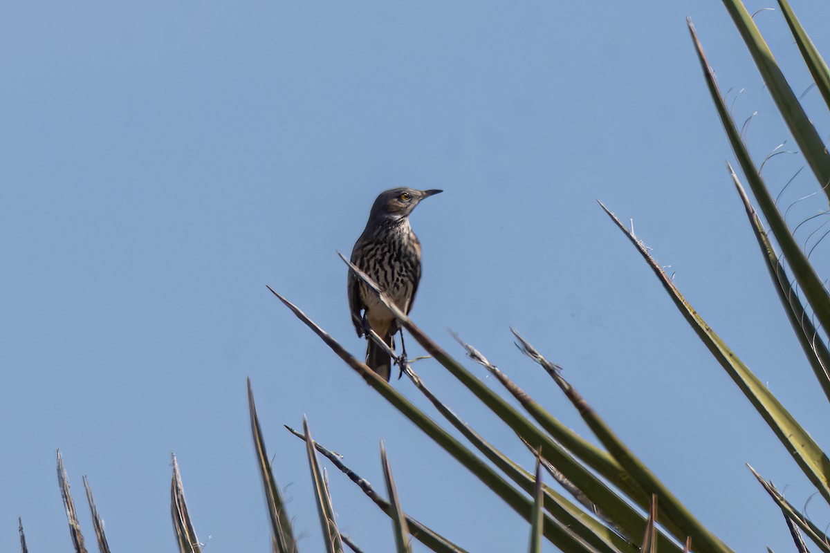 Sage Thrasher - ML610293755