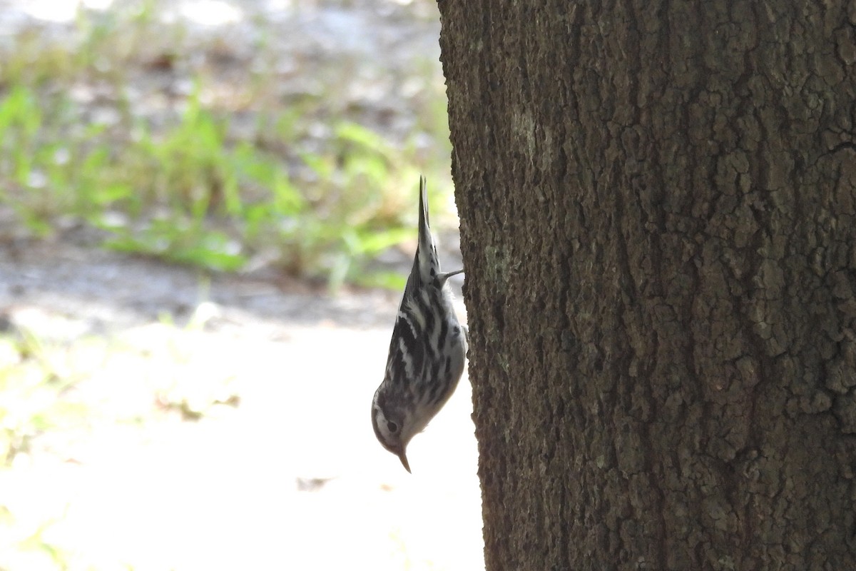 Black-and-white Warbler - ML610293788