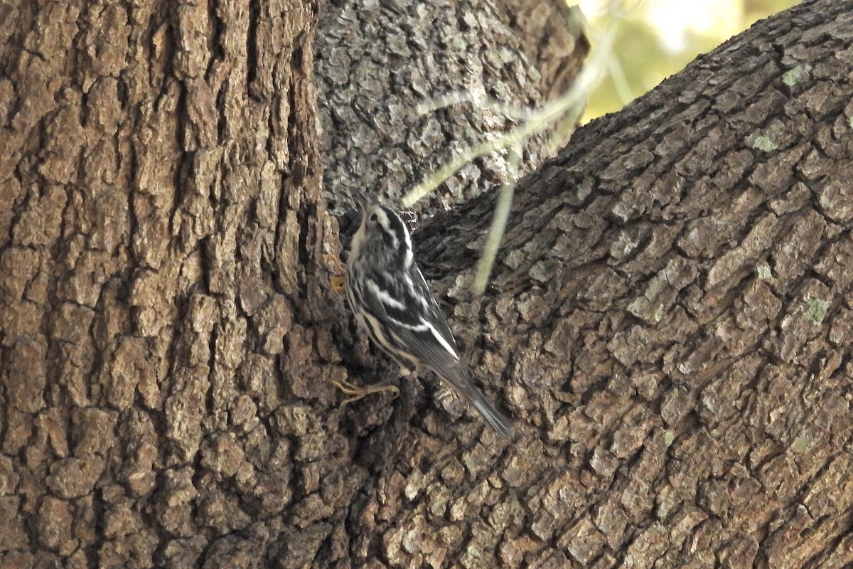 Black-and-white Warbler - ML610293789