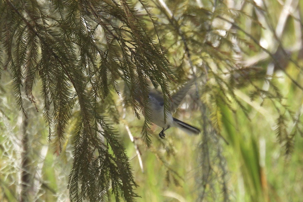 Blue-gray Gnatcatcher - ML610293835