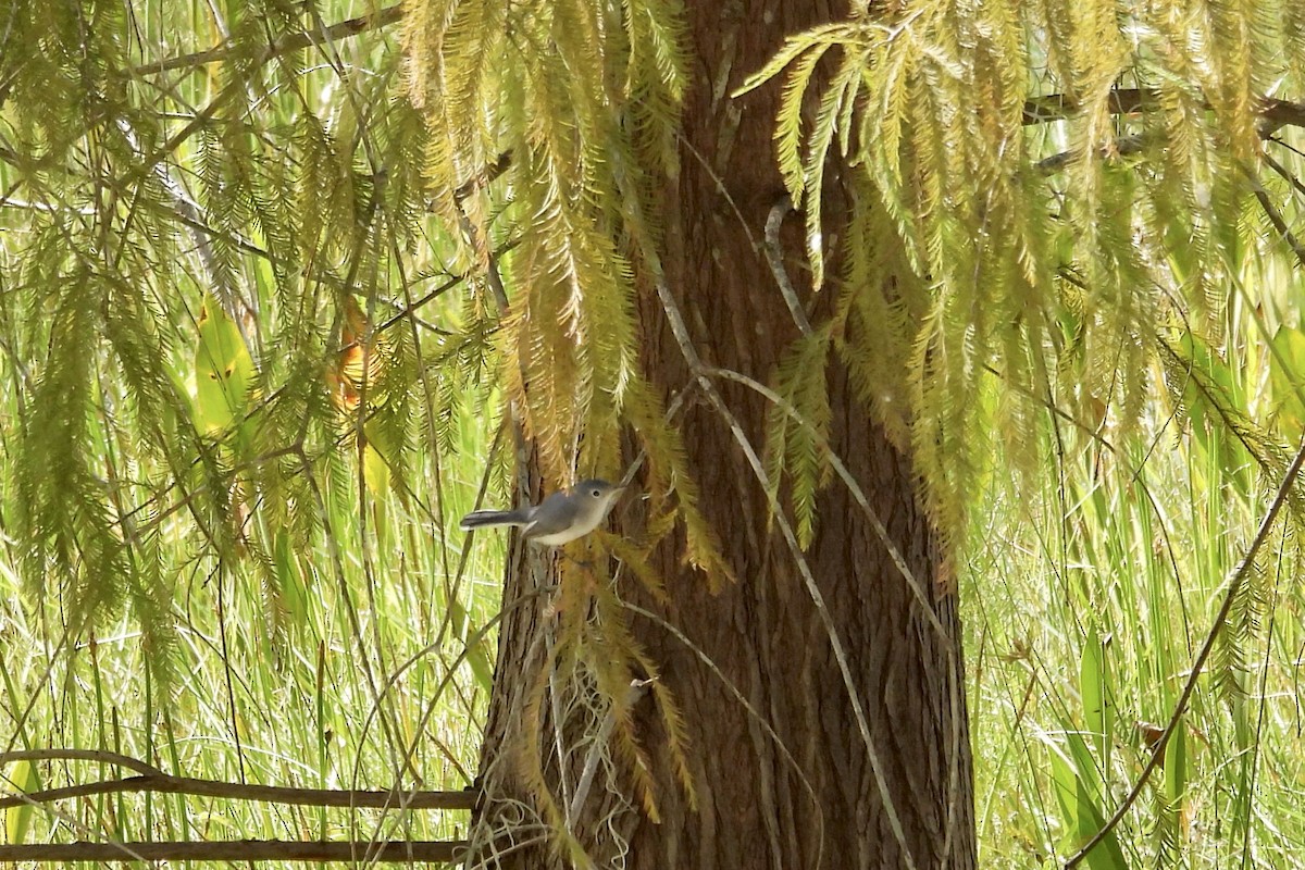 Blue-gray Gnatcatcher - ML610293838