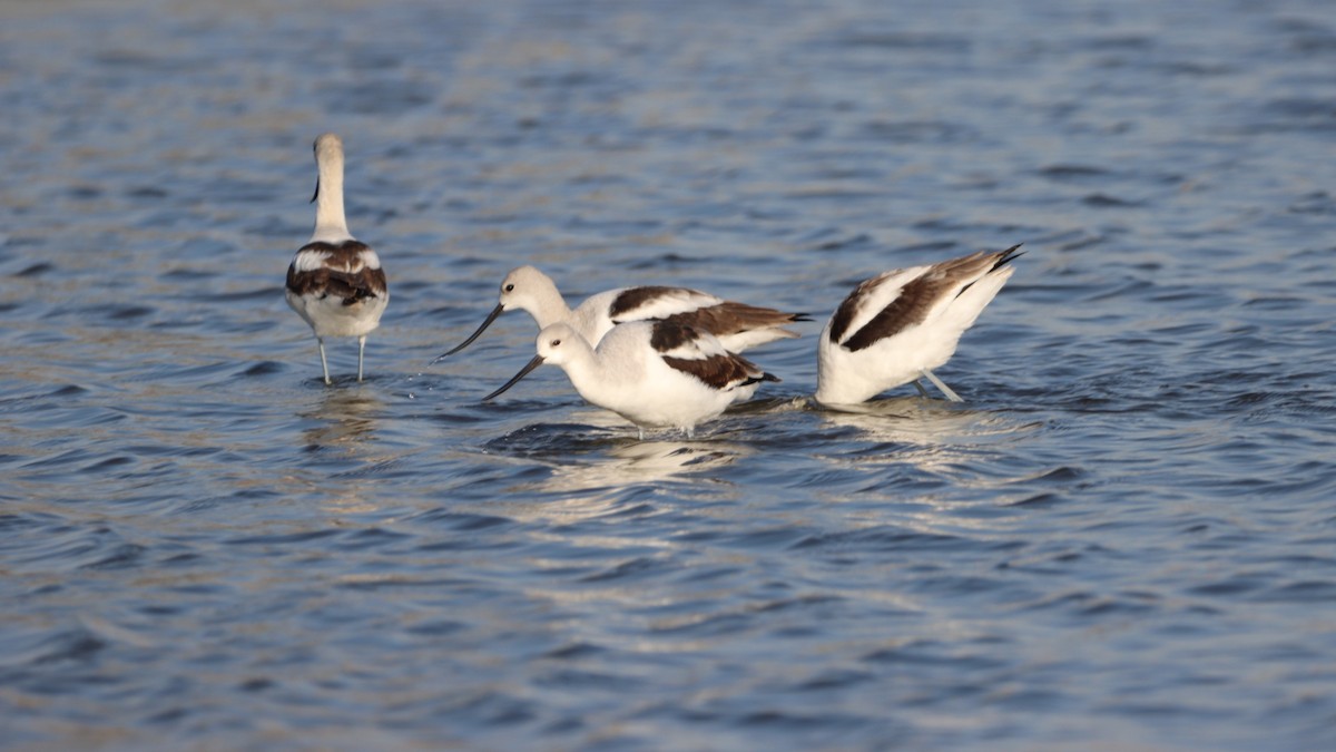 American Avocet - ML610293847