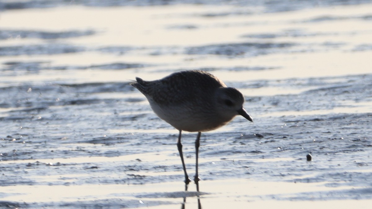 Black-bellied Plover - ML610293856